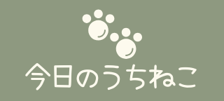 今日のうちの猫たち